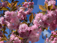 Kwanzan Japanese Cherry Tree Blossoms In Toronto, Canada