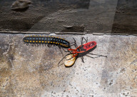 Cotton Stainer - Pyrrhocoridae - Yellow-spotted Millipede - Harpaphe Haydeniana