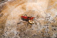 Cotton Stainer - Pyrrhocoridae - Yellow-spotted Millipede - Harpaphe Haydeniana