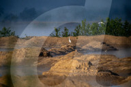 Wildlife Near The Great Miami River In Ohio