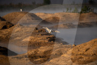 Wildlife Near The Great Miami River In Ohio
