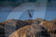 Wildlife Near The Great Miami River In Ohio