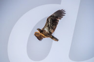 Wildlife Near The Great Miami River In Ohio