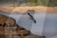Wildlife Near The Great Miami River In Ohio