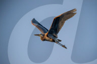 Wildlife Near The Great Miami River In Ohio
