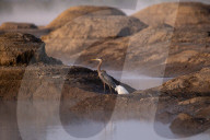 Wildlife Near The Great Miami River In Ohio