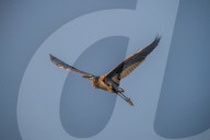 Wildlife Near The Great Miami River In Ohio