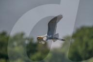 Wildlife Near The Great Miami River In Ohio