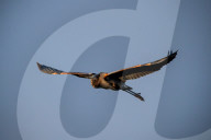 Wildlife Near The Great Miami River In Ohio
