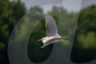 Wildlife Near The Great Miami River In Ohio