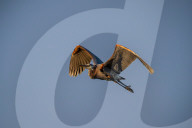 Wildlife Near The Great Miami River In Ohio