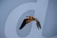 Wildlife Near The Great Miami River In Ohio