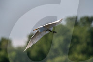 Wildlife Near The Great Miami River In Ohio