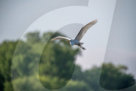 Wildlife Near The Great Miami River In Ohio