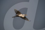 Wildlife Near The Great Miami River In Ohio