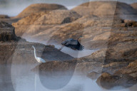 Wildlife Near The Great Miami River In Ohio
