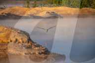 Wildlife Near The Great Miami River In Ohio