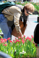 Mother's Day Tulip Picking In Downtown Toronto