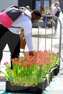 Mother's Day Tulip Picking In Downtown Toronto