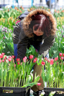 Mother's Day Tulip Picking In Downtown Toronto