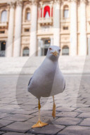 Vatican Conclave 2025