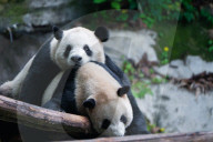 Chongqing Zoo Giant Panda Relaxing