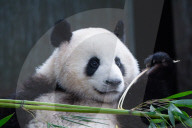 Chongqing Zoo Giant Panda Relaxing