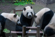 Chongqing Zoo Giant Panda Relaxing