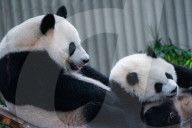 Chongqing Zoo Giant Panda Relaxing