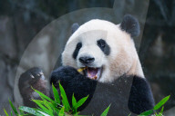 Chongqing Zoo Giant Panda Relaxing