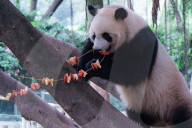 Chongqing Zoo Giant Panda Relaxing