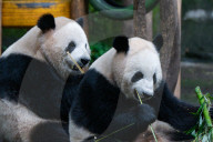 Chongqing Zoo Giant Panda Relaxing