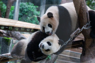 Chongqing Zoo Giant Panda Relaxing