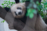 Chongqing Zoo Giant Panda Relaxing