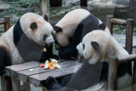 Chongqing Zoo Giant Panda Relaxing
