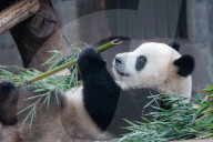 Chongqing Zoo Giant Panda Relaxing