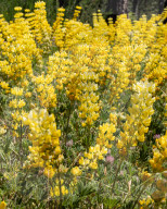 Perennial Flax And Golden Lupine Wildflowers