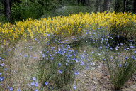 Perennial Flax And Golden Lupine Wildflowers