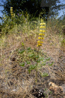 Perennial Flax And Golden Lupine Wildflowers