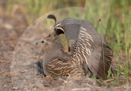 Copulating Quail