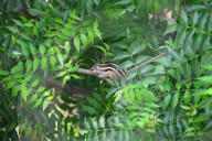 India Animal