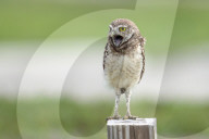 Baby Owls Wildlife Birds Of Prey
