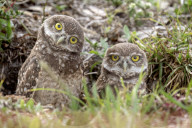 Baby Owls Wildlife Birds Of Prey Celebrate Mother's Day 2025