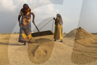 Harvesting Rice In Bangladesh