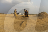 Harvesting Rice In Bangladesh