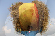 Harvesting Rice In Bangladesh