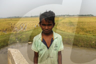 Harvesting Rice In Bangladesh