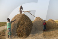 Harvesting Rice In Bangladesh
