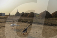 Harvesting Rice In Bangladesh