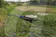 Harvesting Rice In Bangladesh